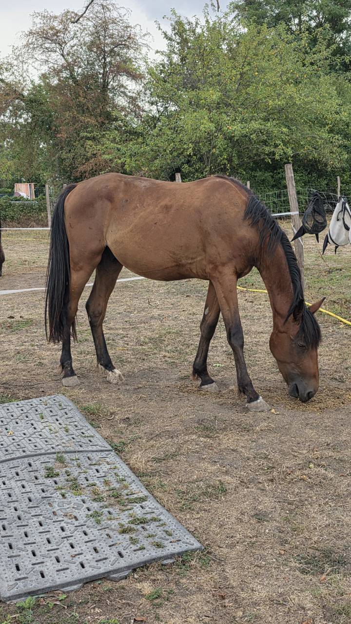 Cheval