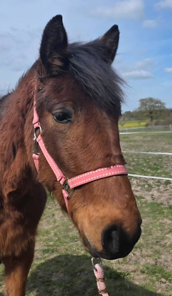 Cheval
