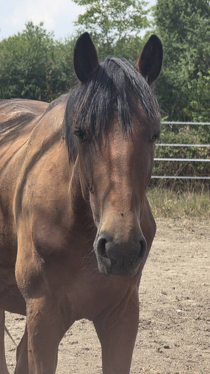 Cheval