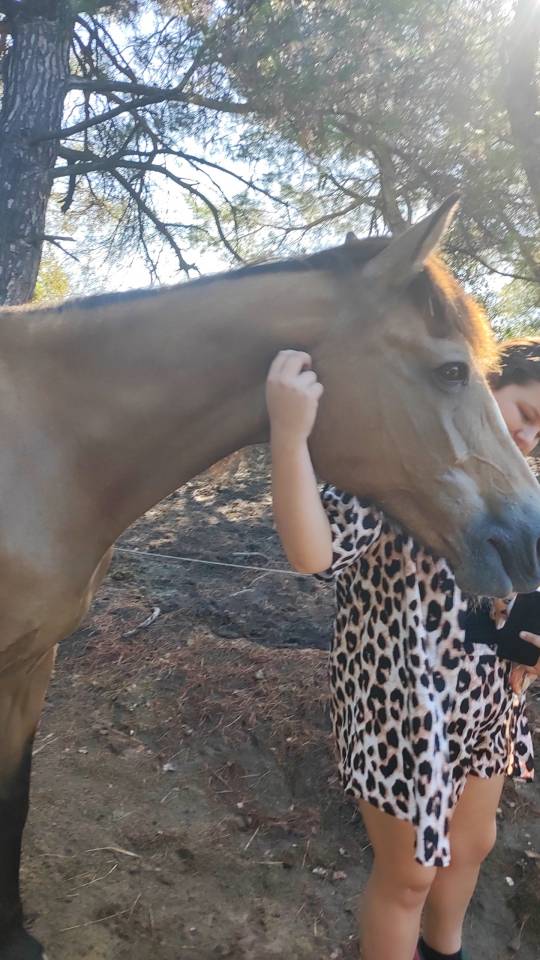 Chevaux en pr&eacute; retraite 