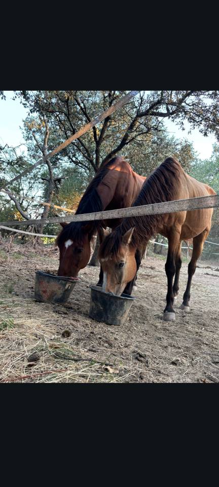 Chevaux en pr&eacute; retraite 