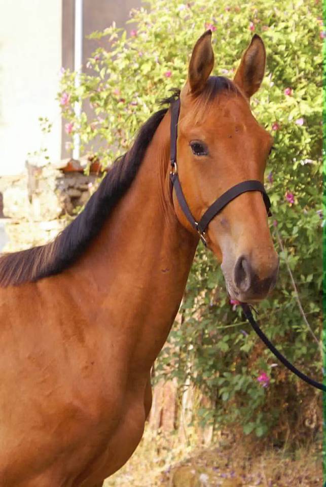 Male selle fran&ccedil;ais 