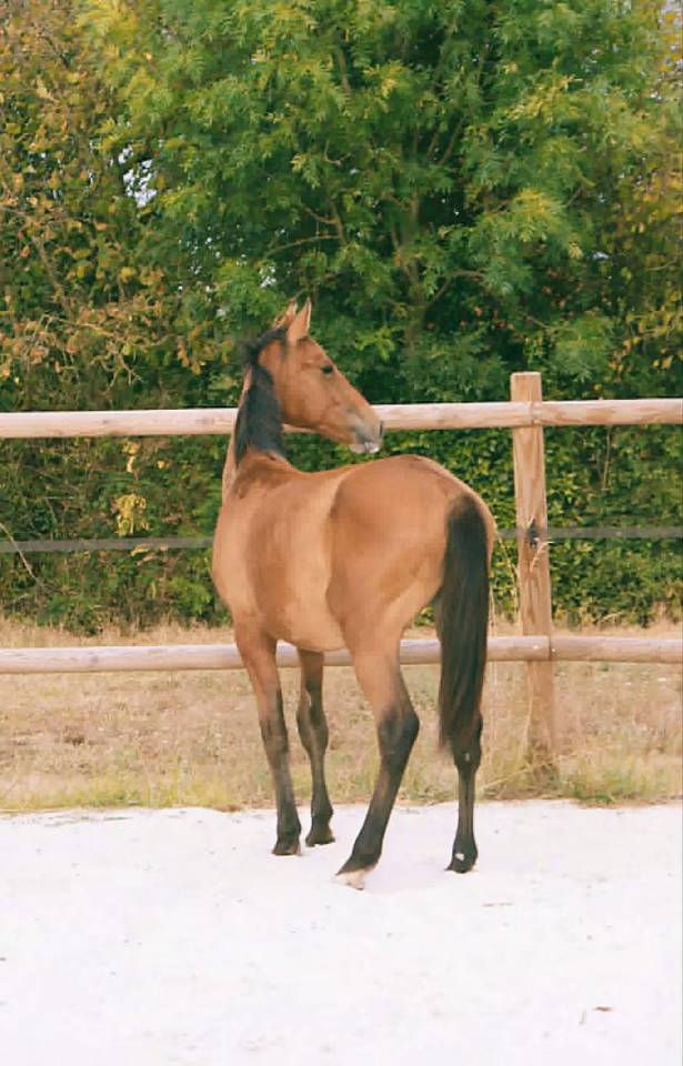 Male selle fran&ccedil;ais 