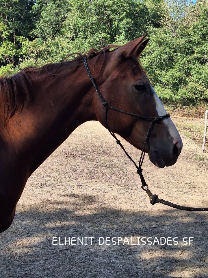 Poulini&egrave;re 12 ans 