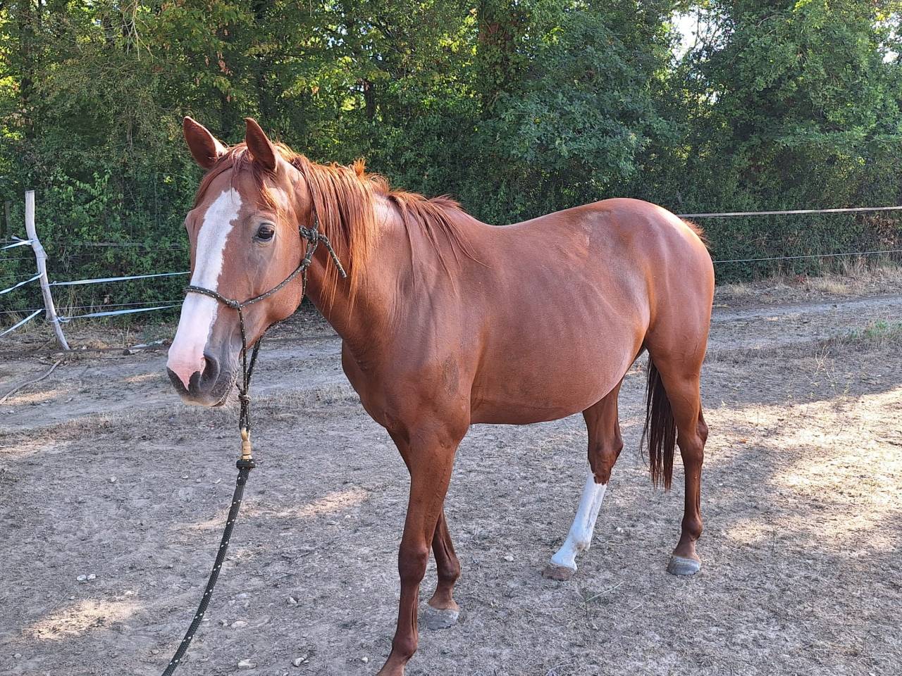 Poulini&egrave;re 12 ans 
