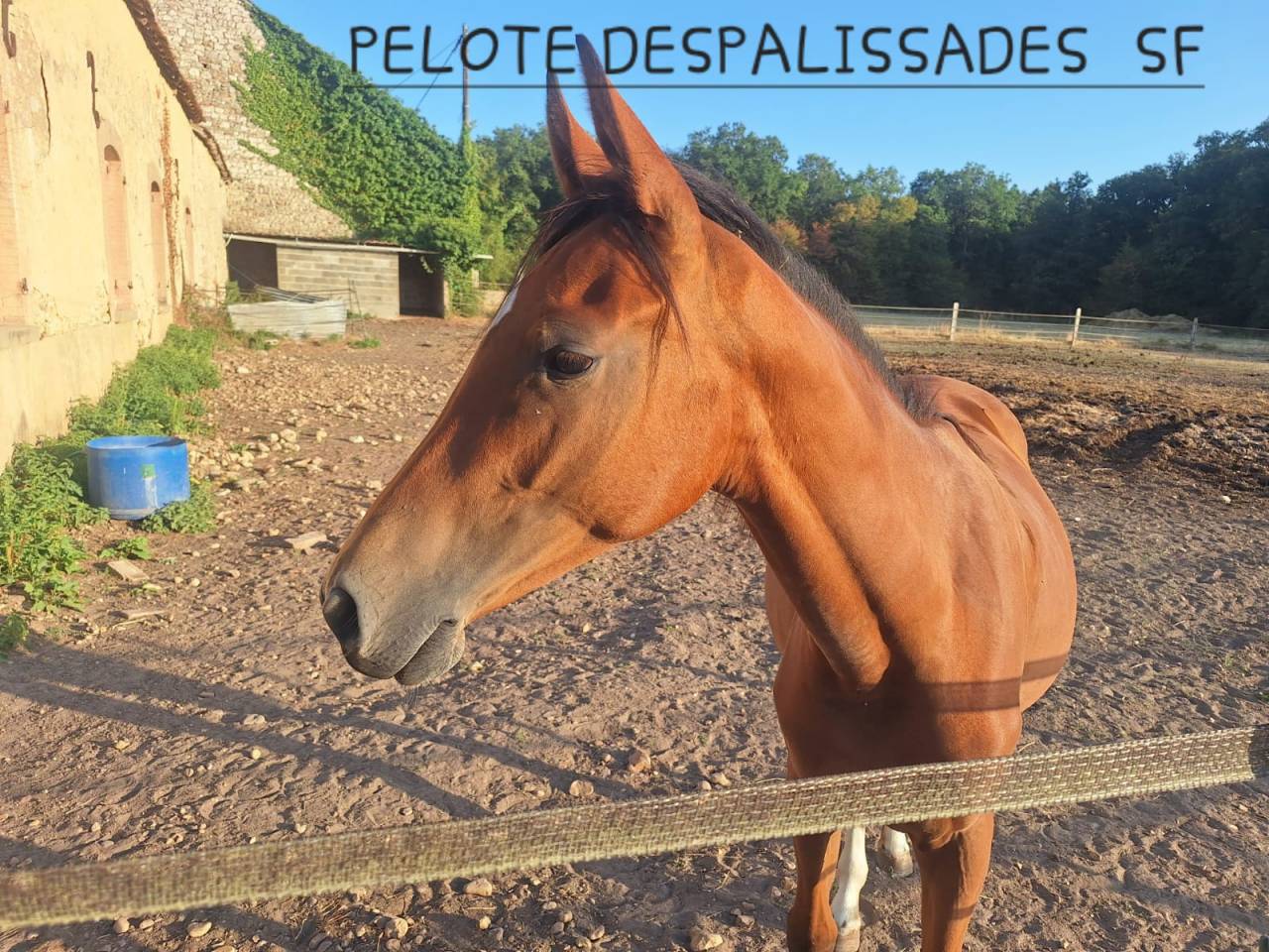 PELOTE DESPALISSADES 