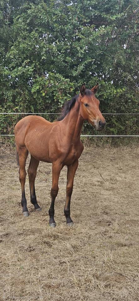 Superbe poulain SF