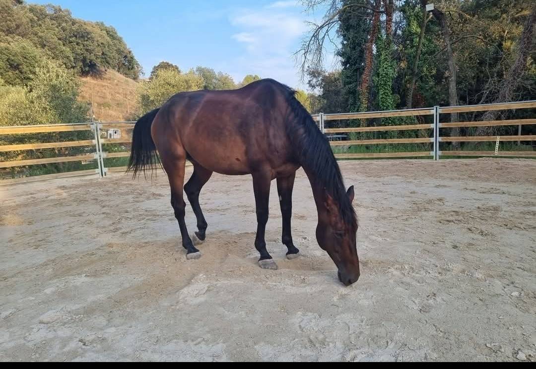 &Agrave; vendre &ndash; IAEL DE BRUNET &ndash; Hongre Anglo-Normand &ndash;7 ans