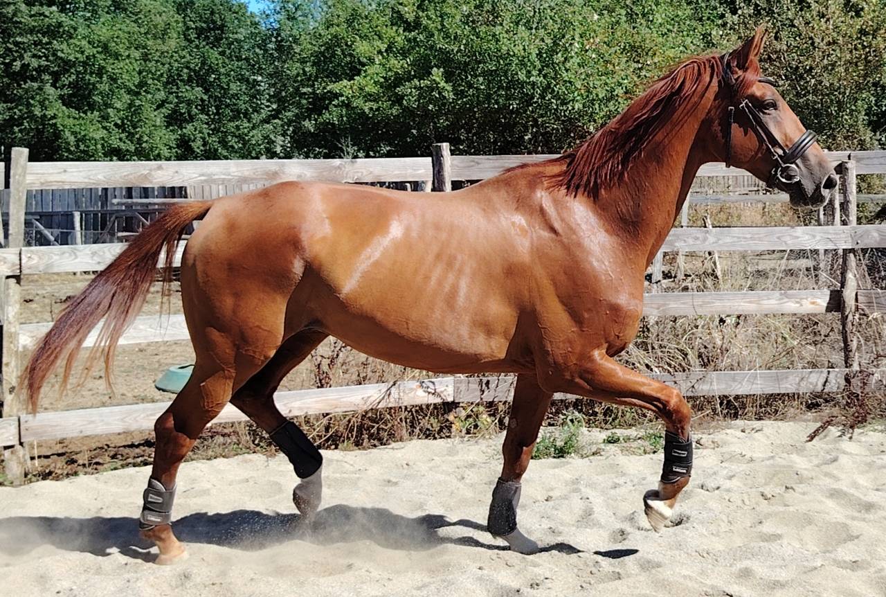 Hongre Hanovrien 7 ans 