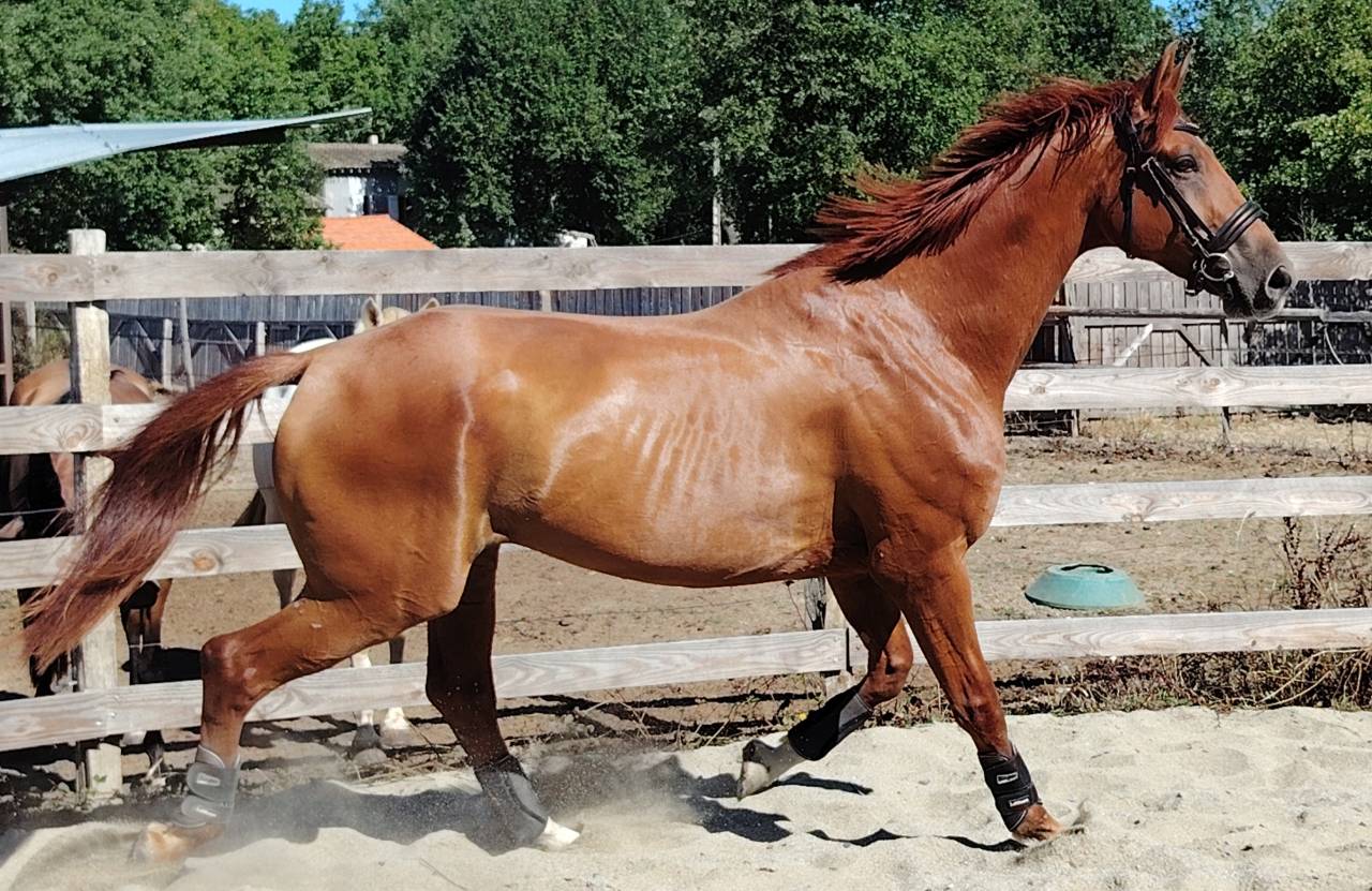 Hongre Hanovrien 7 ans 