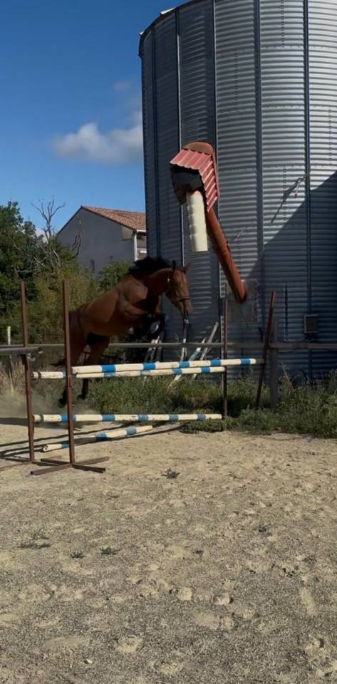 Jument3 ans selle francais 1.68m par Ulhan du temple