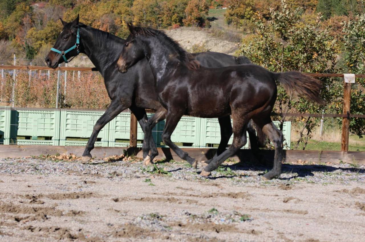 Jument - Selle Fran&ccedil;ais - 18 mois - Dressage - France