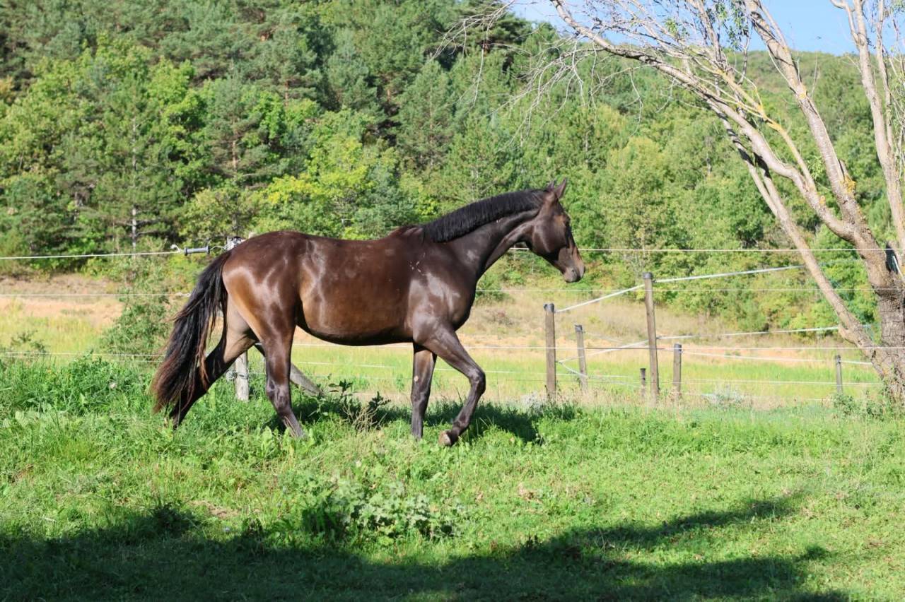 Jument - Selle Fran&ccedil;ais - 18 mois - Dressage - France