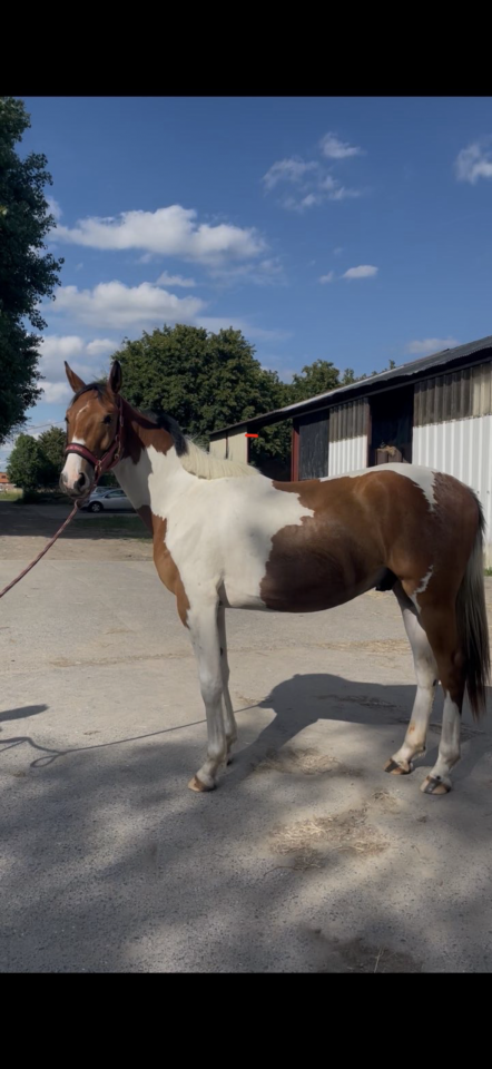 Hongre Zangersheide de 2 ans et demi 