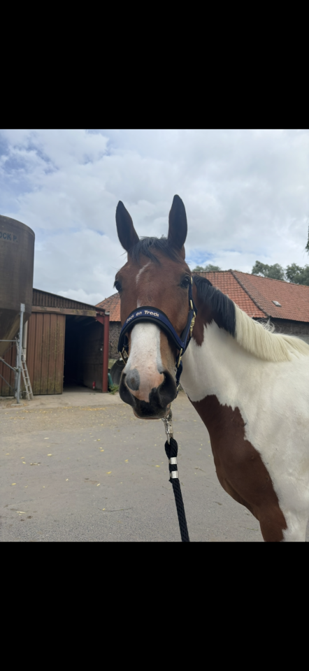 Hongre Zangersheide de 2 ans et demi 
