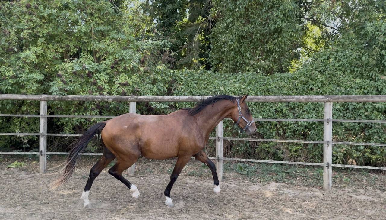Male 2 ans 