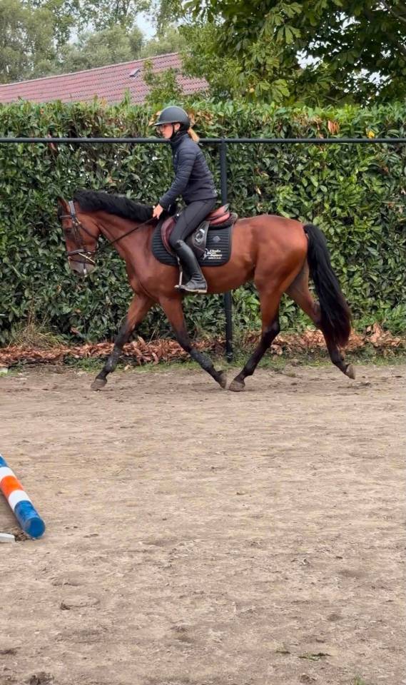 (Descarado) Magnifique poney de 4 ans