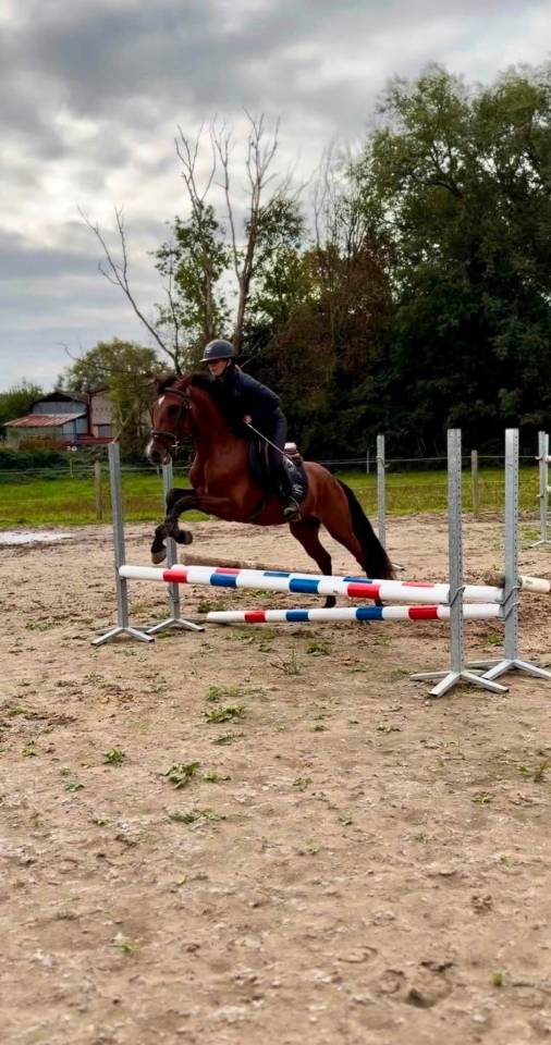 (Descarado) Magnifique poney de 4 ans