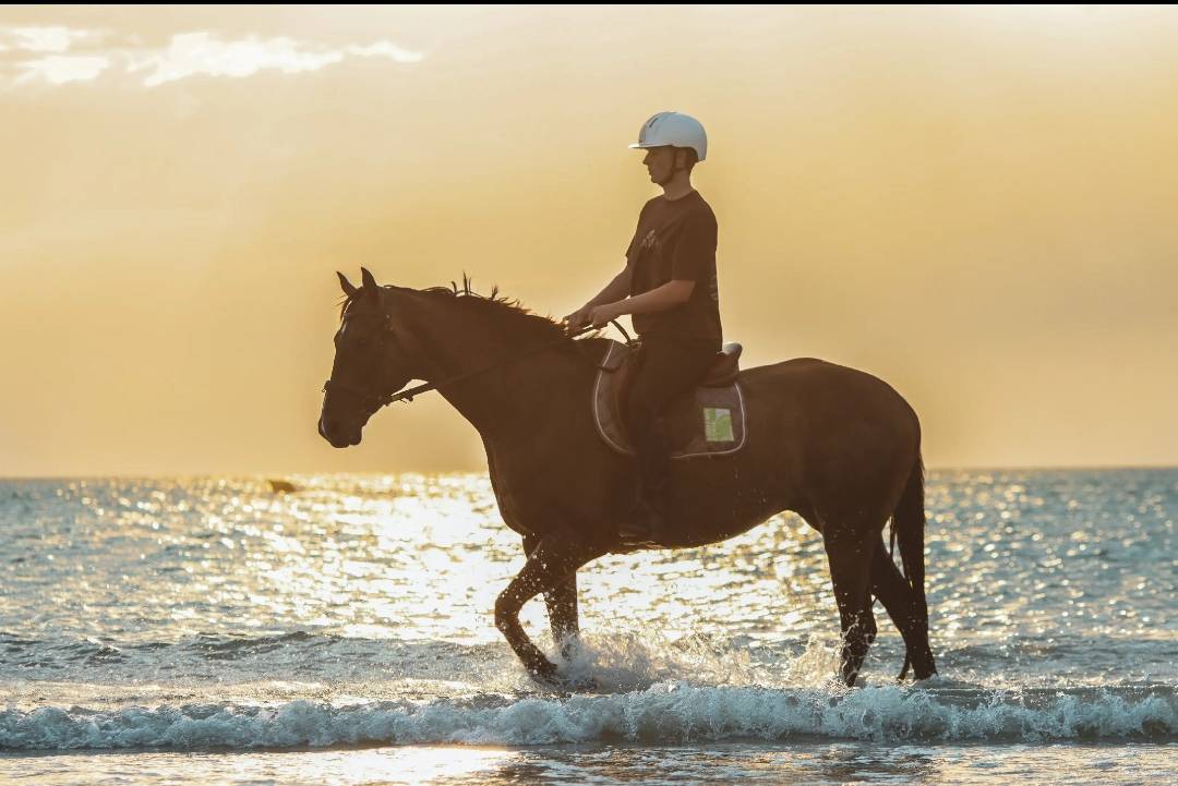 Top Cheval pour Sport 