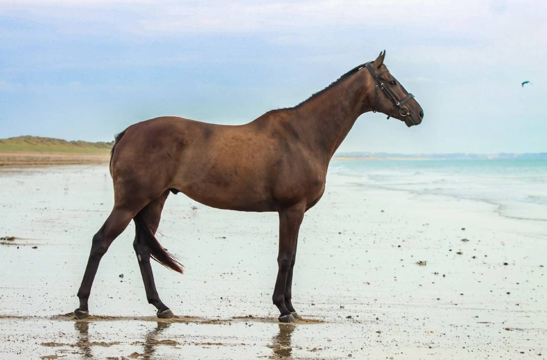 Top Cheval pour Sport 