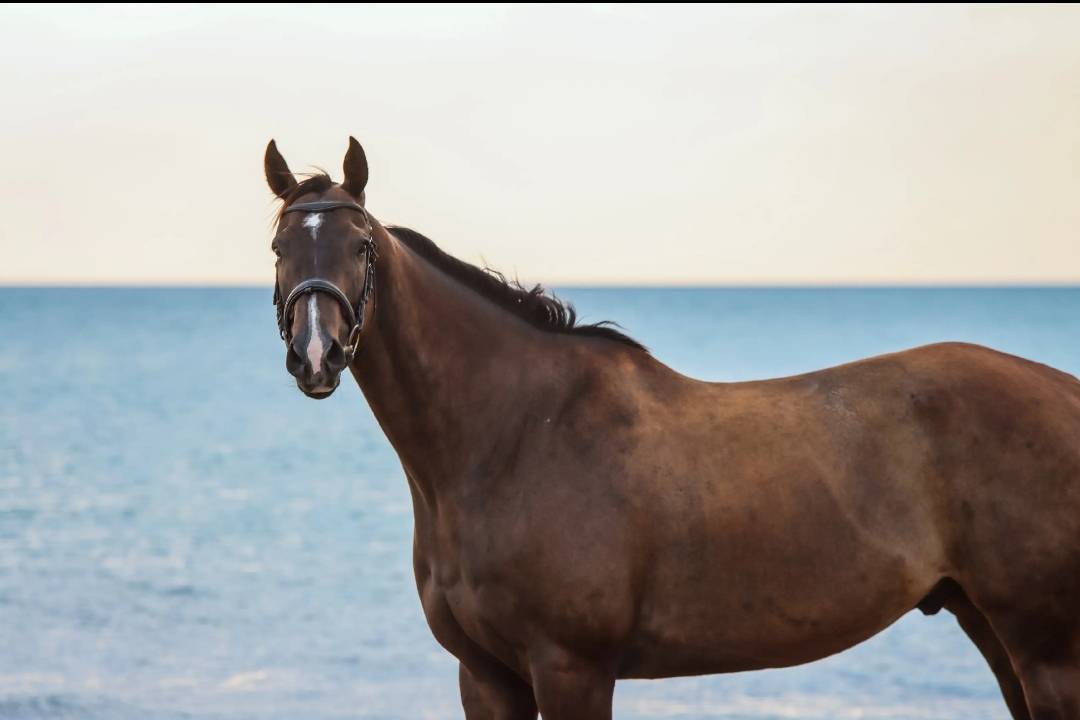 Top Cheval pour Sport 