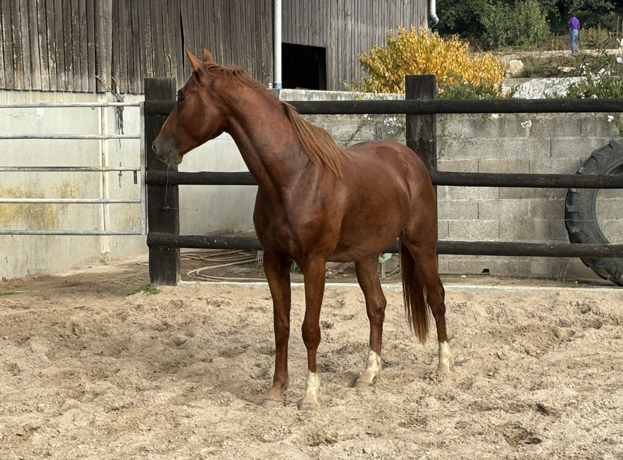 Jeune cheval 3 ans CSO (entier)