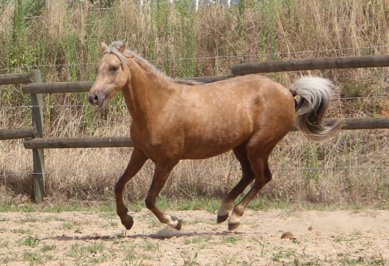 Poulini&egrave;re pleine Welsh B palomino 126,5 cm