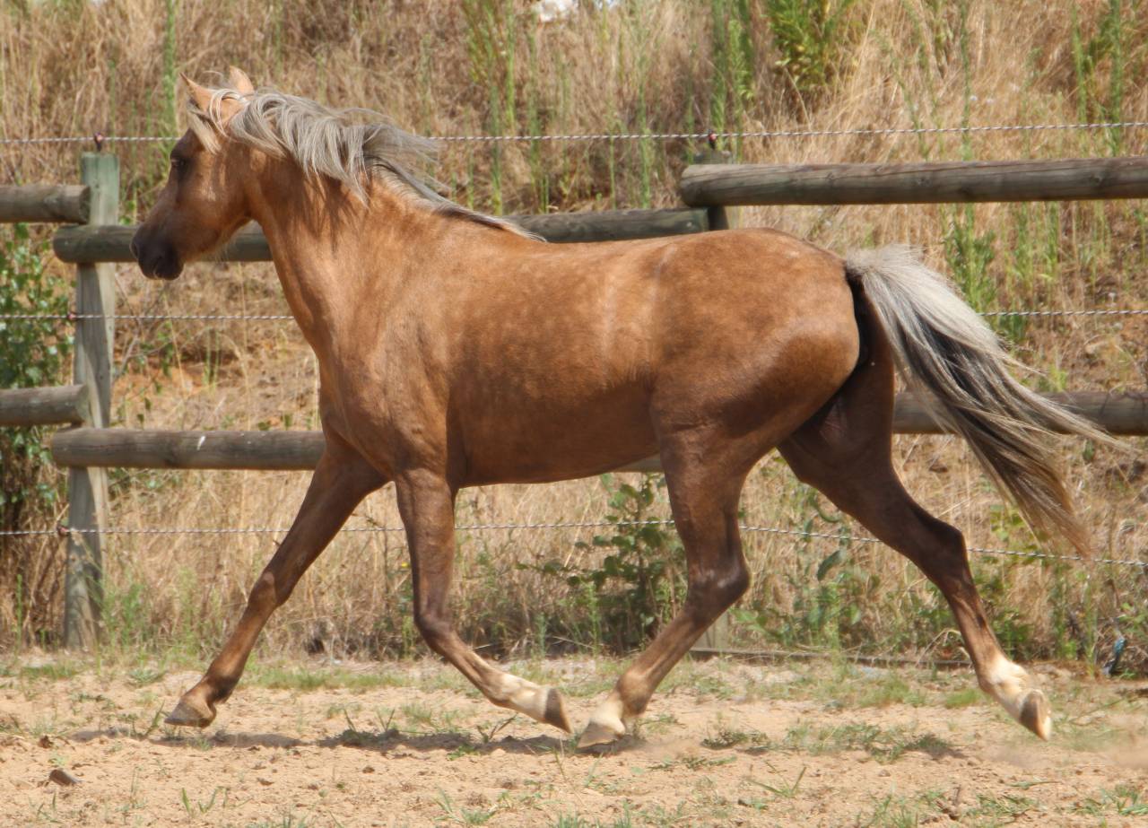 Poulini&egrave;re pleine Welsh B palomino 126,5 cm