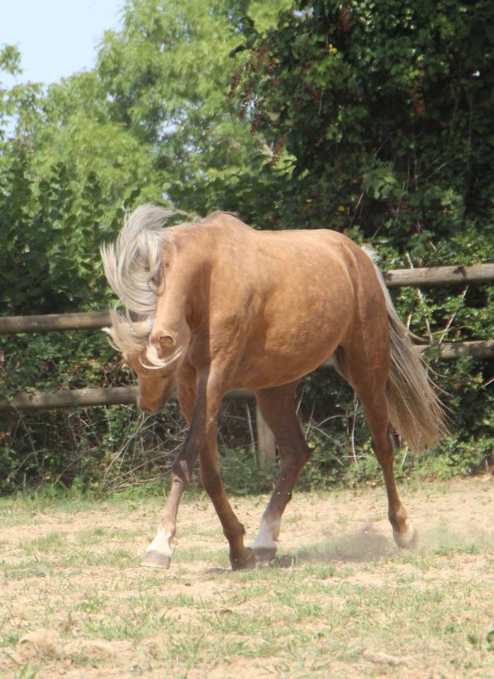 Poulini&egrave;re pleine Welsh B palomino 126,5 cm