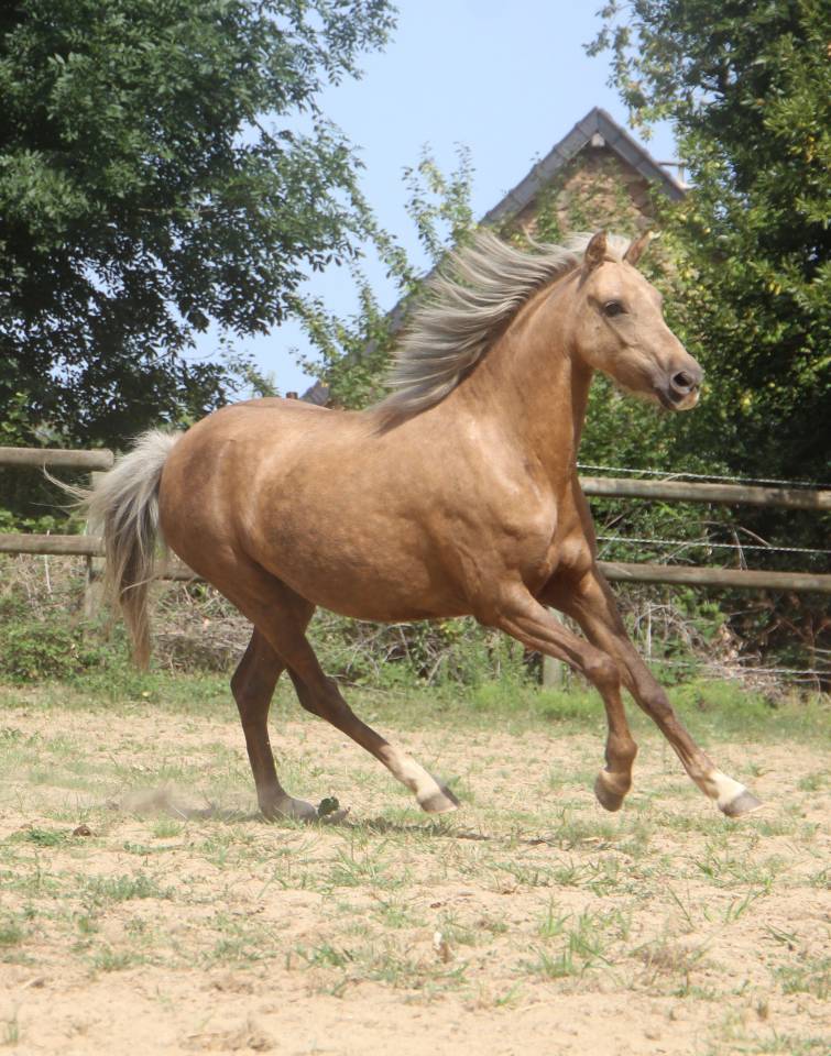 Poulini&egrave;re pleine Welsh B palomino 126,5 cm