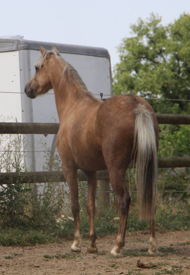 Poulini&egrave;re pleine Welsh B palomino 126,5 cm