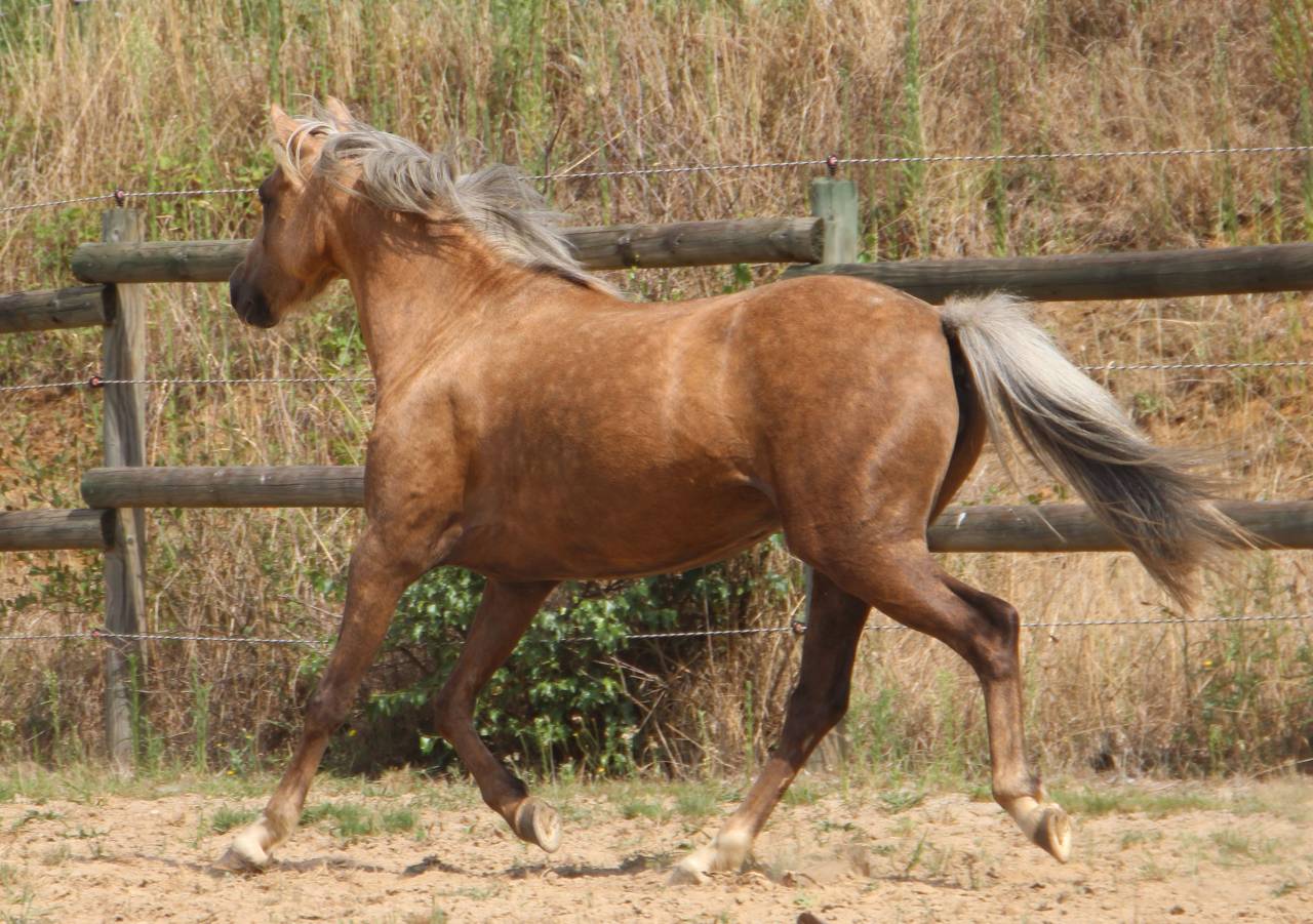 Poulini&egrave;re pleine Welsh B palomino 126,5 cm