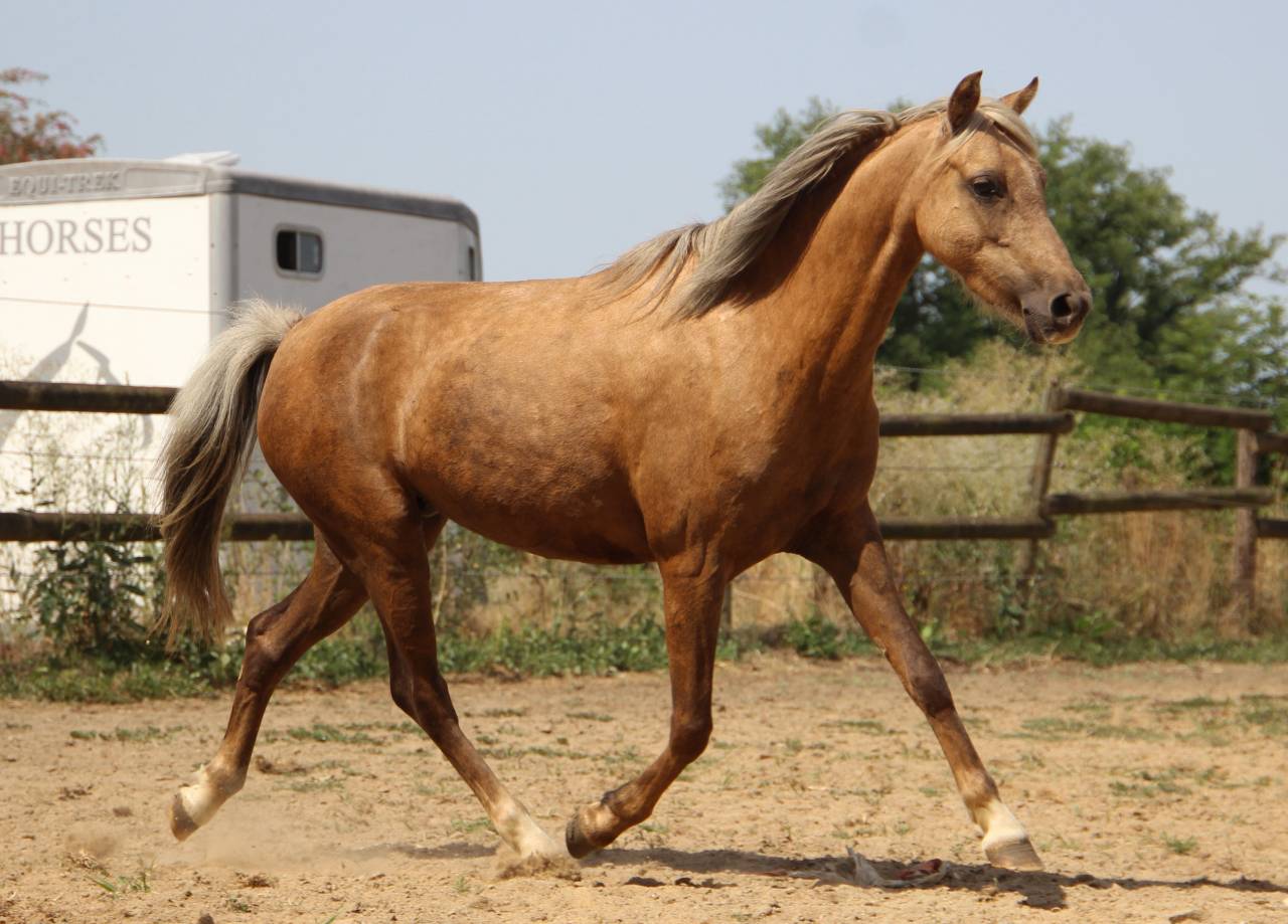 Poulini&egrave;re pleine Welsh B palomino 126,5 cm