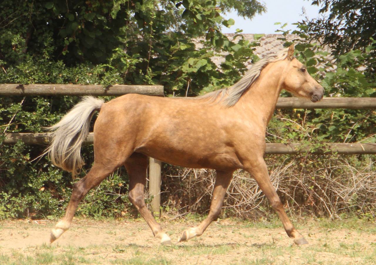 Poulini&egrave;re pleine Welsh B palomino 126,5 cm