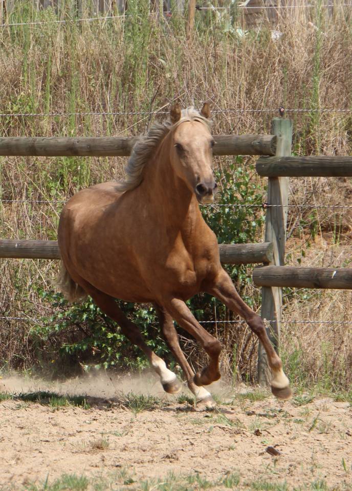 Poulini&egrave;re pleine Welsh B palomino 126,5 cm