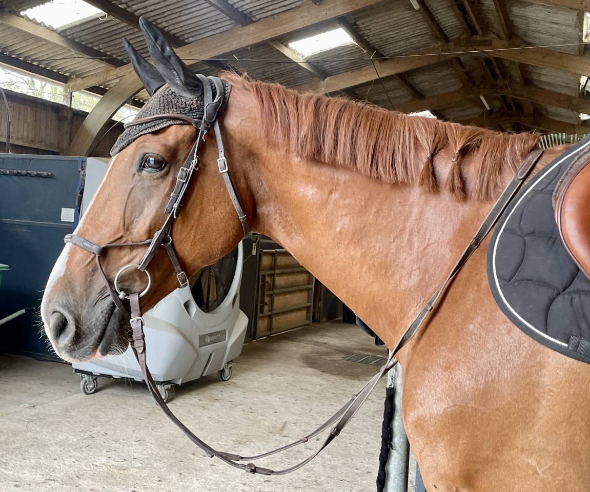 Top cheval 8ans diamant  1,74m