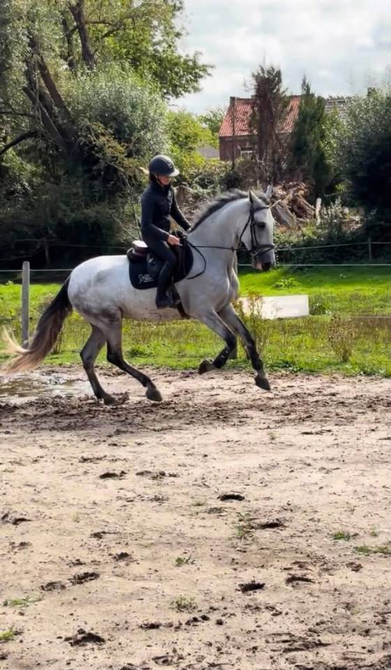 Golfo Chouette Hongre de 6 ans 