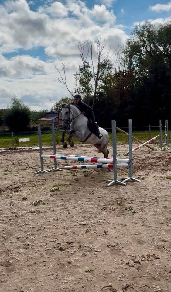 Golfo Chouette Hongre de 6 ans 