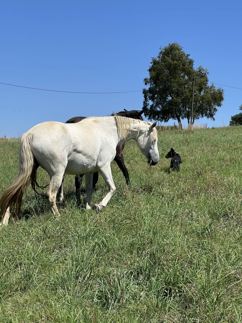 Ponette Connemara 5 ans 