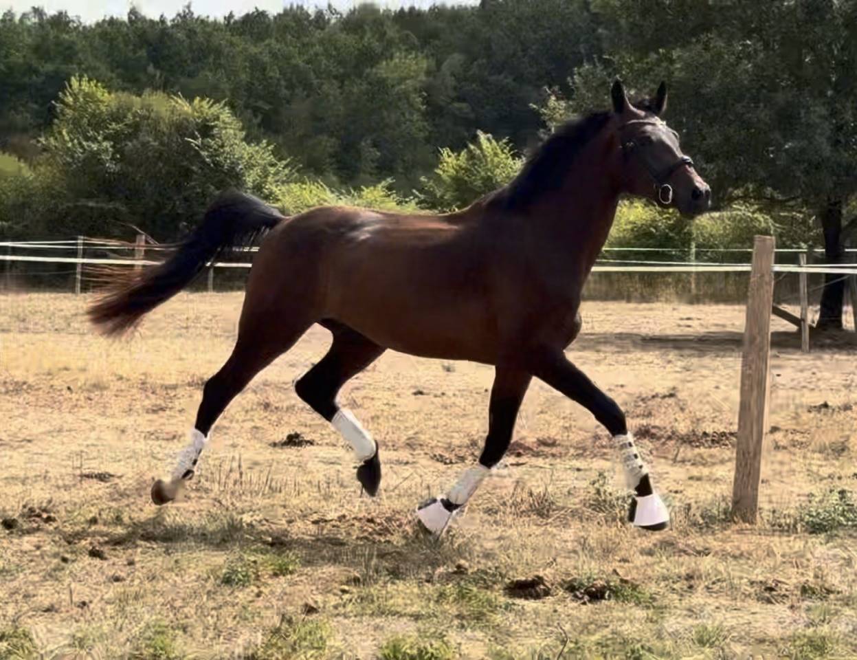 Hongre 3ans Dressage