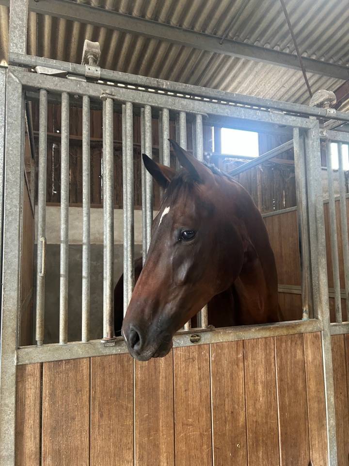 Hongre 3ans Dressage