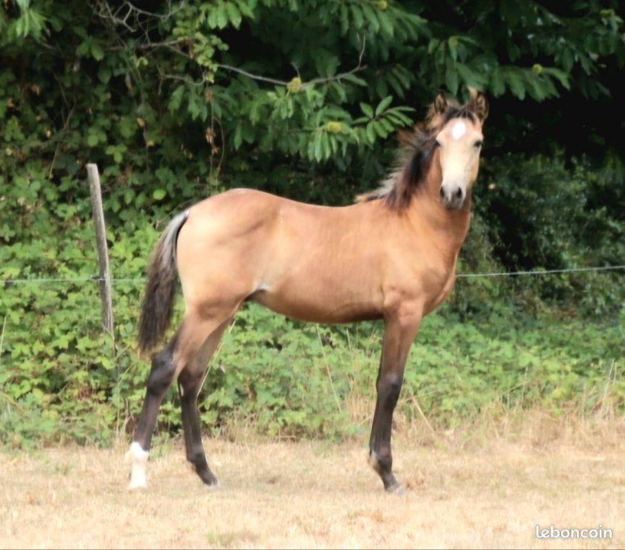 cheval pure race espagnole