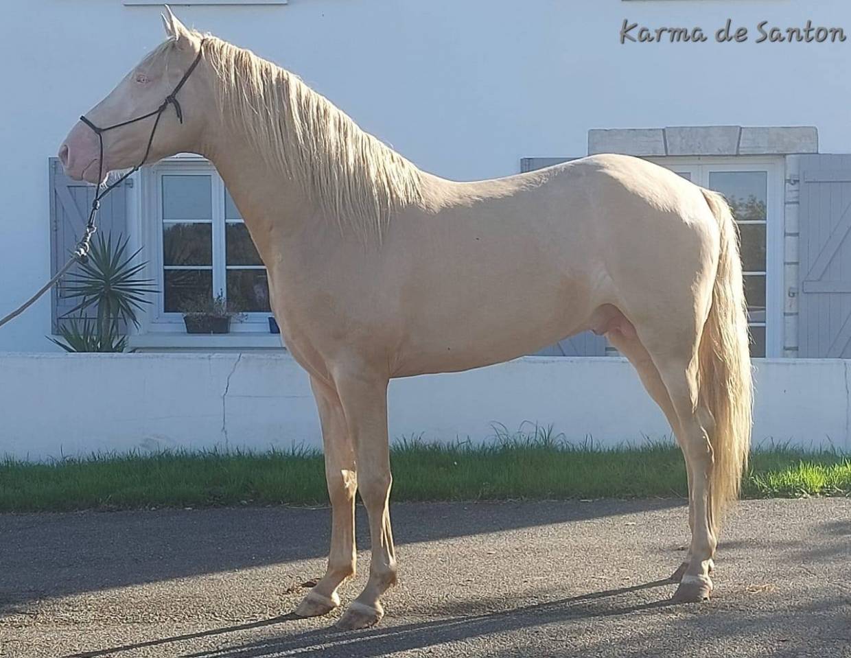 cheval pure race espagnole