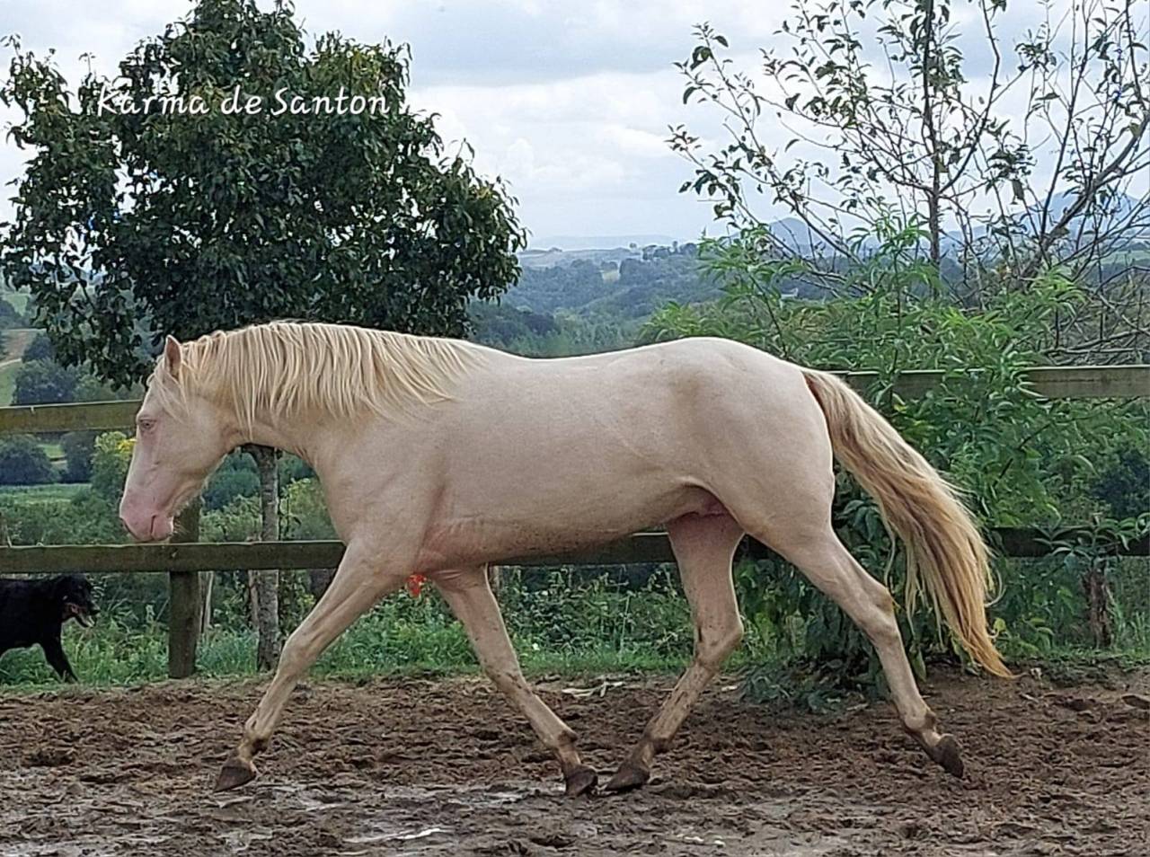 cheval pure race espagnole