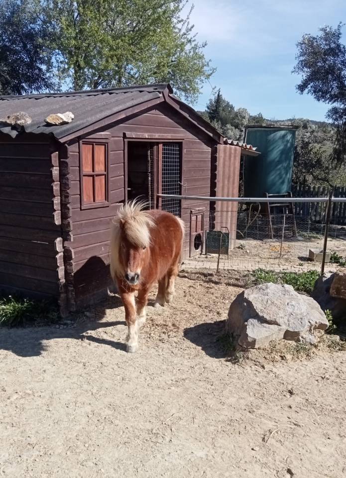 Joli poney de 16 ans