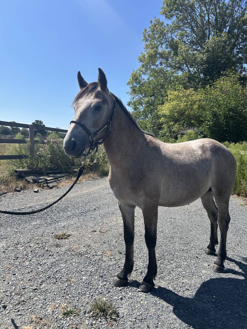 Parker du rouvre - Poney &agrave; vendre 