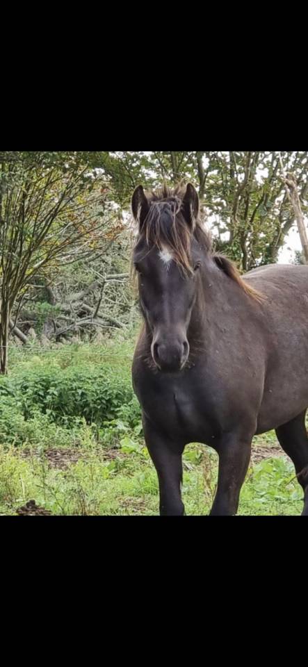 Jument irish cob plein papier
