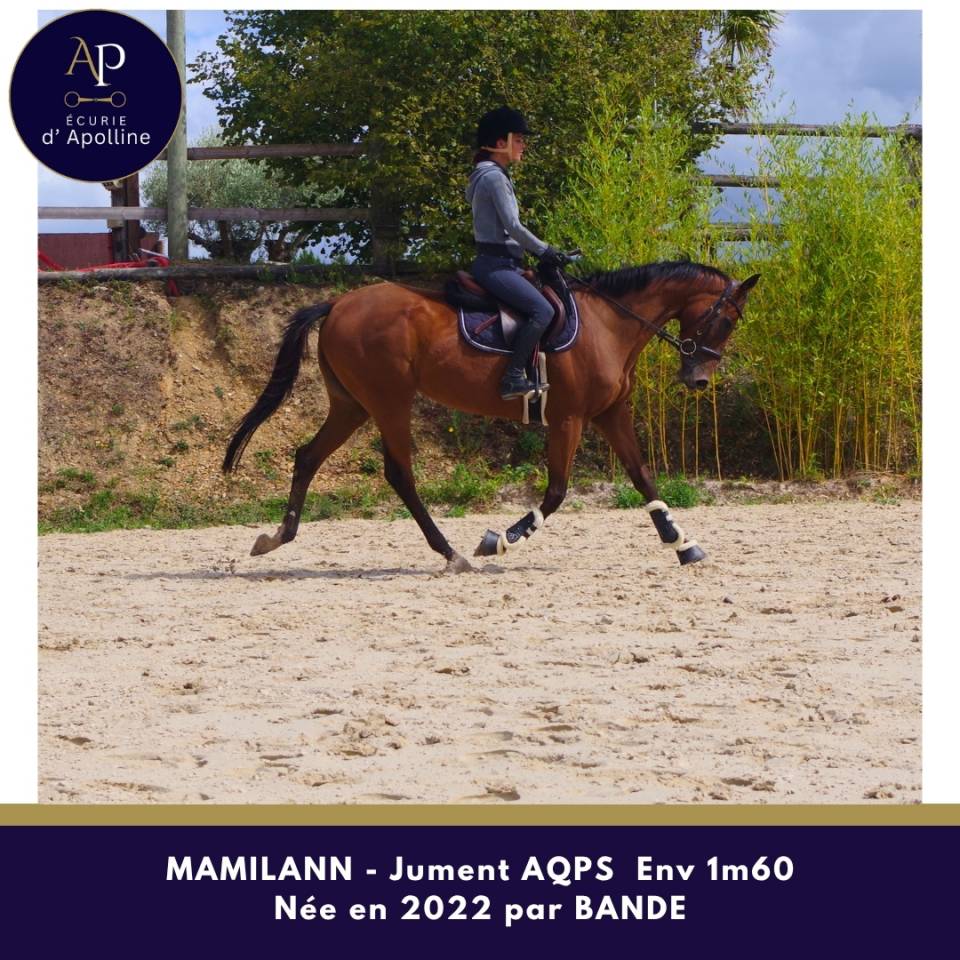Jeune jument AQPS 4 ans