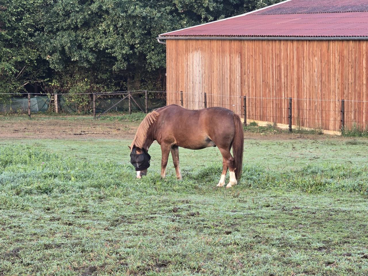 Poney B