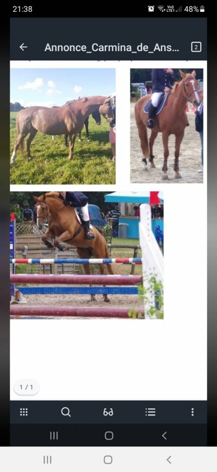 Vente &Eacute;levage SFO - Souche CSIO 5*